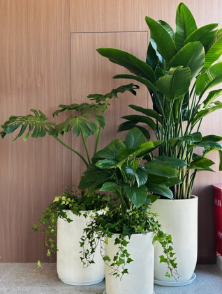 余姚花卉租赁常见问题-鄞州室内植物出租-奉化绿化养护施工验收-江北绿色植物租用服务